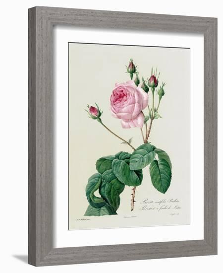 Rosa Centifolia Bullata-Pierre-Joseph Redouté-Framed Giclee Print