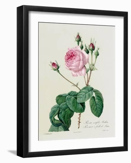 Rosa Centifolia Bullata-Pierre-Joseph Redouté-Framed Giclee Print