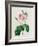 Rosa Centifolia Bullata-Pierre-Joseph Redouté-Framed Giclee Print