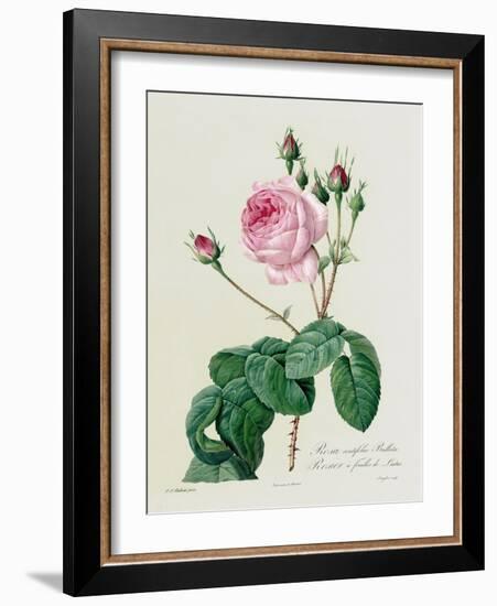 Rosa Centifolia Bullata-Pierre-Joseph Redouté-Framed Giclee Print