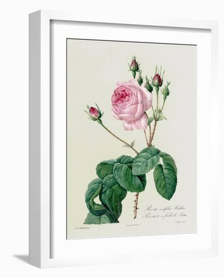 Rosa Centifolia Bullata-Pierre-Joseph Redouté-Framed Giclee Print