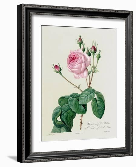 Rosa Centifolia Bullata-Pierre-Joseph Redouté-Framed Giclee Print