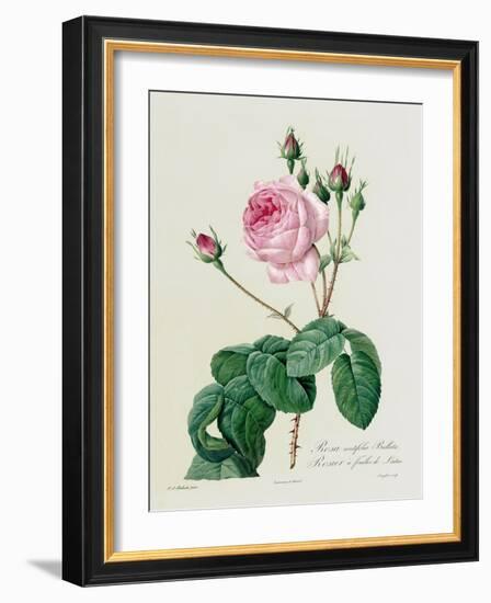 Rosa Centifolia Bullata-Pierre-Joseph Redouté-Framed Giclee Print