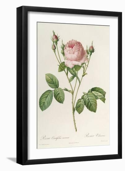 Rosa Centifolia Carnea, From'Les Roses', 19th Century-Pierre-Joseph Redouté-Framed Giclee Print