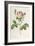 Rosa Centifolia Carnea, From'Les Roses', 19th Century-Pierre-Joseph Redouté-Framed Giclee Print