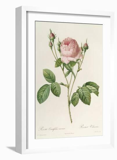 Rosa Centifolia Carnea, From'Les Roses', 19th Century-Pierre-Joseph Redouté-Framed Giclee Print