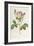 Rosa Centifolia Carnea, From'Les Roses', 19th Century-Pierre-Joseph Redouté-Framed Giclee Print