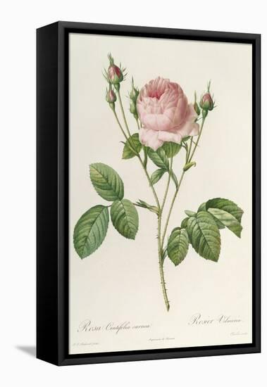 Rosa Centifolia Carnea, From'Les Roses', 19th Century-Pierre-Joseph Redouté-Framed Premier Image Canvas