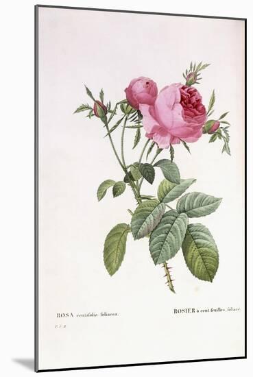 Rosa Centifolia Foliacea-Pierre-Joseph Redouté-Mounted Giclee Print