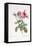 Rosa Centifolia Foliacea-Pierre-Joseph Redouté-Framed Premier Image Canvas