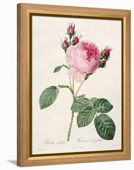 Rosa Centifolia, from 'Les Roses', Engraved by Couten, Published by Remond, 1817-Pierre-Joseph Redouté-Framed Premier Image Canvas