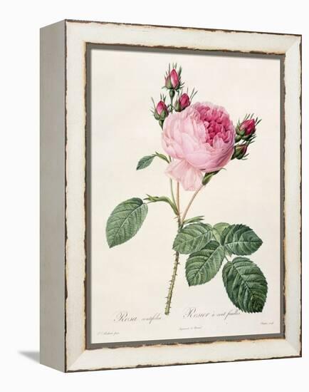 Rosa Centifolia, from 'Les Roses', Engraved by Couten, Published by Remond, 1817-Pierre-Joseph Redouté-Framed Premier Image Canvas