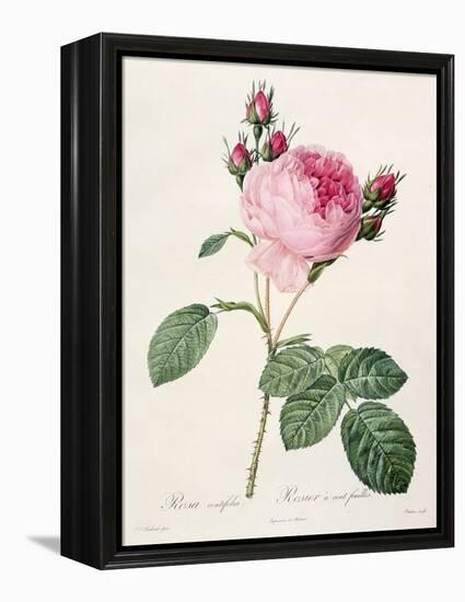 Rosa Centifolia, from 'Les Roses', Engraved by Couten, Published by Remond, 1817-Pierre-Joseph Redouté-Framed Premier Image Canvas