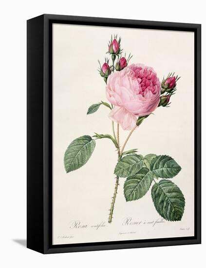 Rosa Centifolia, from 'Les Roses', Engraved by Couten, Published by Remond, 1817-Pierre-Joseph Redouté-Framed Premier Image Canvas