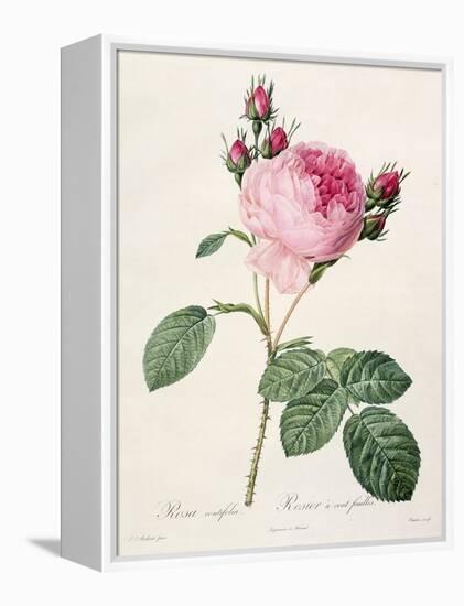 Rosa Centifolia, from 'Les Roses', Engraved by Couten, Published by Remond, 1817-Pierre-Joseph Redouté-Framed Premier Image Canvas