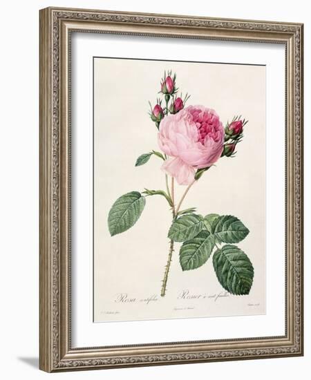 Rosa Centifolia, from 'Les Roses', Engraved by Couten, Published by Remond, 1817-Pierre-Joseph Redouté-Framed Giclee Print
