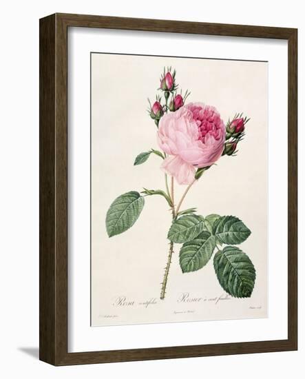 Rosa Centifolia, from 'Les Roses', Engraved by Couten, Published by Remond, 1817-Pierre-Joseph Redouté-Framed Giclee Print