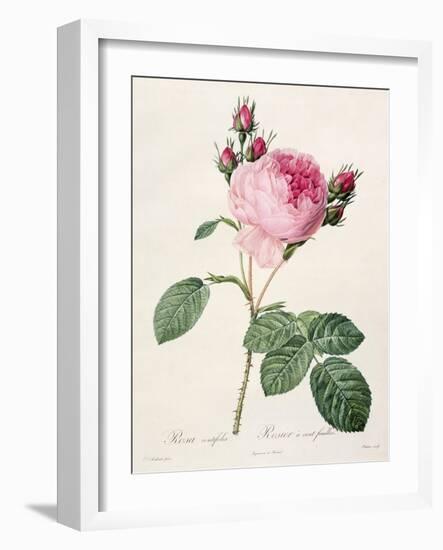 Rosa Centifolia, from 'Les Roses', Engraved by Couten, Published by Remond, 1817-Pierre-Joseph Redouté-Framed Giclee Print