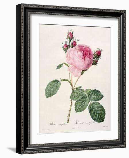 Rosa Centifolia, from 'Les Roses', Engraved by Couten, Published by Remond, 1817-Pierre-Joseph Redouté-Framed Giclee Print