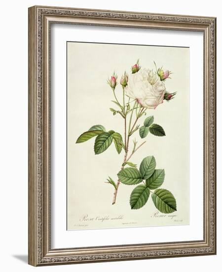 Rosa Centifolia Mutabilis, Engraved by Bessin, Published by Remond-Pierre-Joseph Redouté-Framed Giclee Print