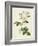 Rosa Centifolia Mutabilis, Engraved by Bessin, Published by Remond-Pierre-Joseph Redouté-Framed Giclee Print