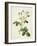 Rosa Centifolia Mutabilis, Engraved by Bessin, Published by Remond-Pierre-Joseph Redouté-Framed Giclee Print