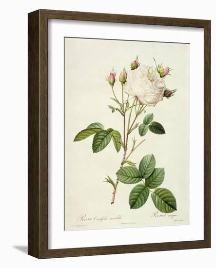 Rosa Centifolia Mutabilis, Engraved by Bessin, Published by Remond-Pierre-Joseph Redouté-Framed Giclee Print