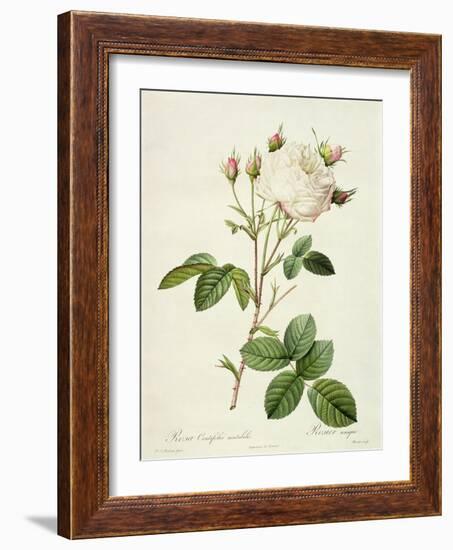 Rosa Centifolia Mutabilis, Engraved by Bessin, Published by Remond-Pierre-Joseph Redouté-Framed Giclee Print