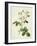 Rosa Centifolia Mutabilis, Engraved by Bessin, Published by Remond-Pierre-Joseph Redouté-Framed Giclee Print