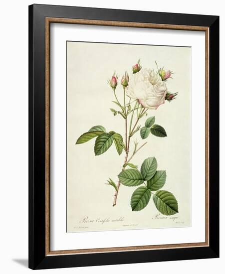 Rosa Centifolia Mutabilis, Engraved by Bessin, Published by Remond-Pierre-Joseph Redouté-Framed Giclee Print