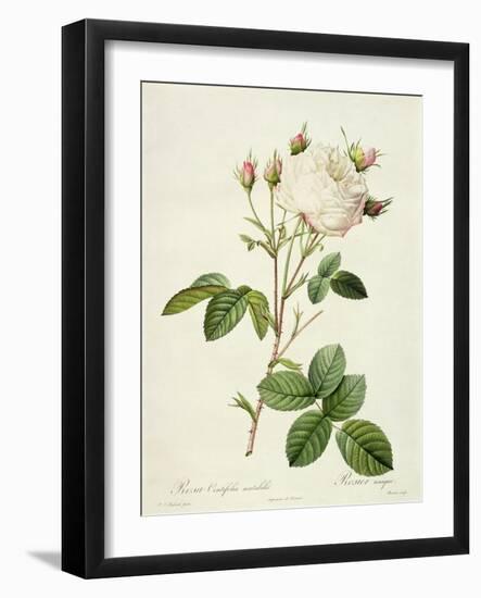 Rosa Centifolia Mutabilis, Engraved by Bessin, Published by Remond-Pierre-Joseph Redouté-Framed Giclee Print