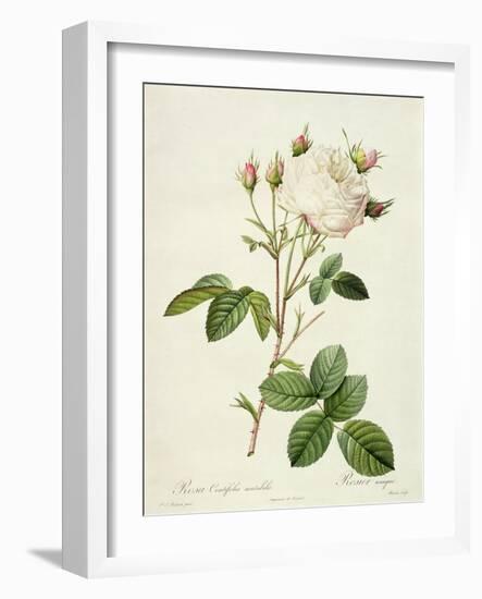 Rosa Centifolia Mutabilis, Engraved by Bessin, Published by Remond-Pierre-Joseph Redouté-Framed Giclee Print