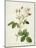 Rosa Centifolia Mutabilis, Engraved by Bessin, Published by Remond-Pierre-Joseph Redouté-Mounted Giclee Print