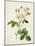 Rosa Centifolia Mutabilis, Engraved by Bessin, Published by Remond-Pierre-Joseph Redouté-Mounted Giclee Print