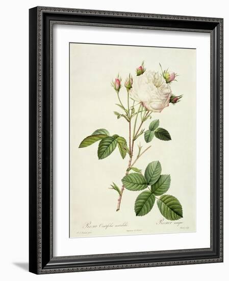 Rosa Centifolia Mutabilis, Engraved by Bessin, Published by Remond-Pierre-Joseph Redouté-Framed Giclee Print