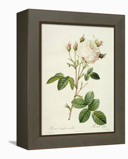 Rosa Centifolia Mutabilis, Engraved by Bessin, Published by Remond-Pierre-Joseph Redouté-Framed Premier Image Canvas