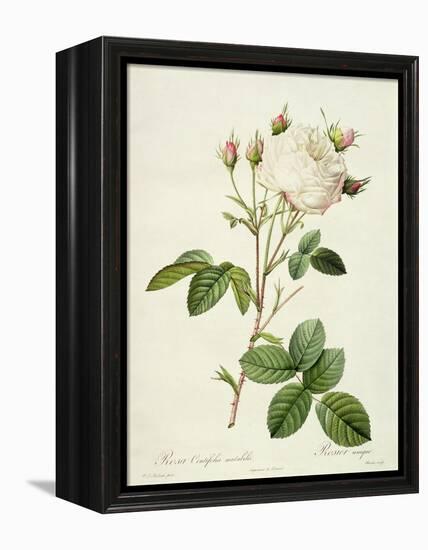 Rosa Centifolia Mutabilis, Engraved by Bessin, Published by Remond-Pierre-Joseph Redouté-Framed Premier Image Canvas