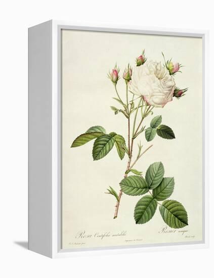 Rosa Centifolia Mutabilis, Engraved by Bessin, Published by Remond-Pierre-Joseph Redouté-Framed Premier Image Canvas