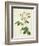 Rosa Centifolia Mutabilis, Engraved by Bessin, Published by Remond-Pierre-Joseph Redouté-Framed Giclee Print