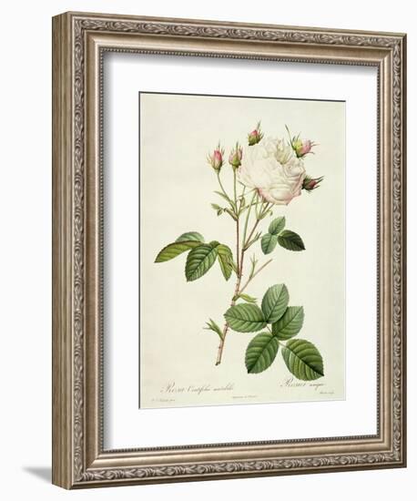 Rosa Centifolia Mutabilis, Engraved by Bessin, Published by Remond-Pierre-Joseph Redouté-Framed Giclee Print