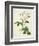 Rosa Centifolia Mutabilis, Engraved by Bessin, Published by Remond-Pierre-Joseph Redouté-Framed Giclee Print