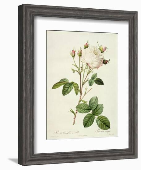 Rosa Centifolia Mutabilis, Engraved by Bessin, Published by Remond-Pierre-Joseph Redouté-Framed Giclee Print