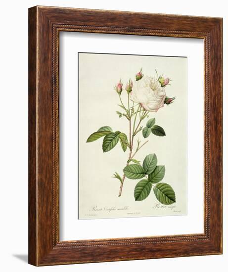 Rosa Centifolia Mutabilis, Engraved by Bessin, Published by Remond-Pierre-Joseph Redouté-Framed Giclee Print