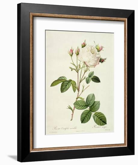 Rosa Centifolia Mutabilis, Engraved by Bessin, Published by Remond-Pierre-Joseph Redouté-Framed Giclee Print