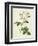 Rosa Centifolia Mutabilis, Engraved by Bessin, Published by Remond-Pierre-Joseph Redouté-Framed Giclee Print