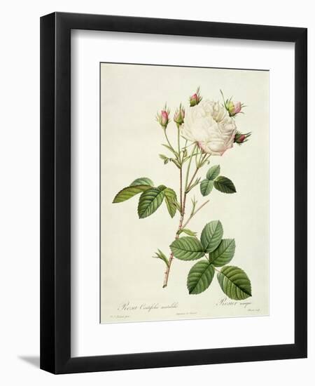 Rosa Centifolia Mutabilis, Engraved by Bessin, Published by Remond-Pierre-Joseph Redouté-Framed Giclee Print