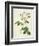 Rosa Centifolia Mutabilis, Engraved by Bessin, Published by Remond-Pierre-Joseph Redouté-Framed Giclee Print