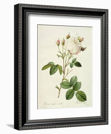 Rosa Centifolia Mutabilis, Engraved by Bessin, Published by Remond-Pierre-Joseph Redouté-Framed Giclee Print