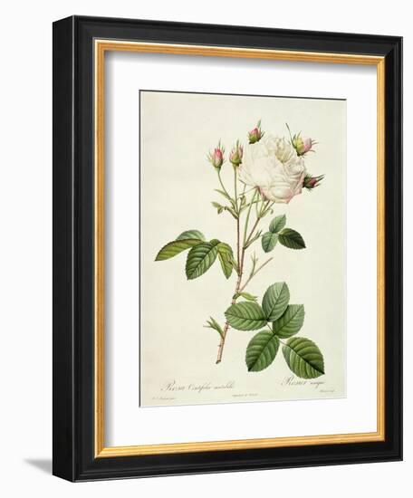 Rosa Centifolia Mutabilis, Engraved by Bessin, Published by Remond-Pierre-Joseph Redouté-Framed Giclee Print