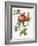 Rosa Centifolia Prolifera Foliacea-Pierre-Joseph Redouté-Framed Giclee Print